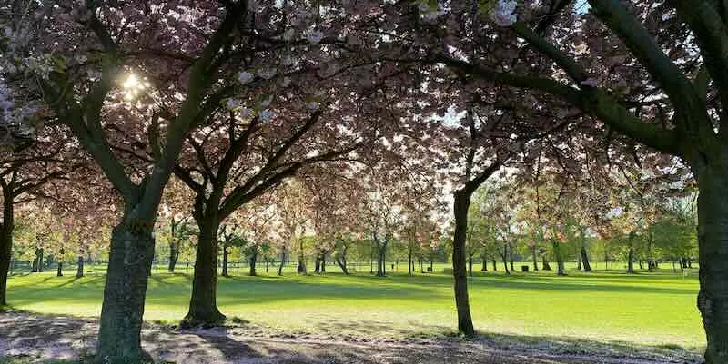 Edinburgh meadows with blossom